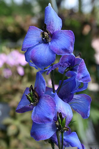 Delphinium elatum